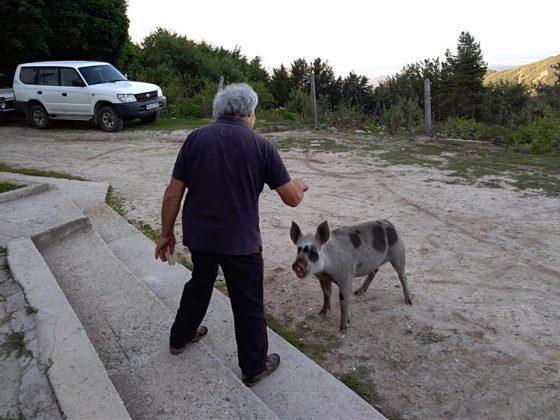 Петко Гарвана и едното от прасенцата