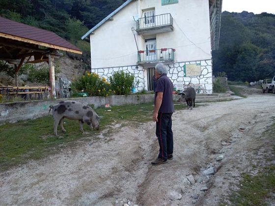 Петко Гарвана и едното от прасенцата