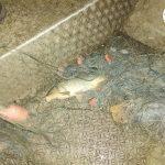 Акция срещу бракониерите в езеро Вая