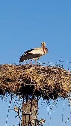 Бедстващ щъркел