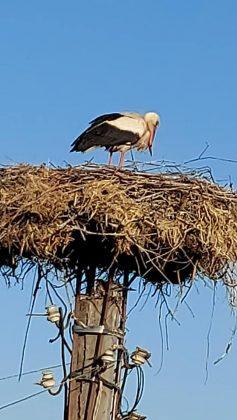 Бедстващ щъркел