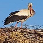 Бедстващ щъркел