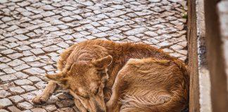 Бездомно куче