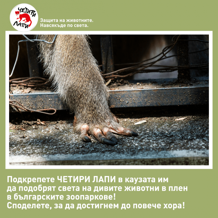 Инициатива "Четири лапи"