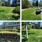 Предложение за засаждане на дървета в градинката до хотел "България"