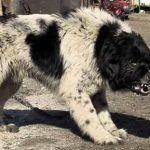 Каракачанка