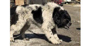 Каракачанка