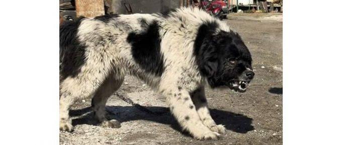 Каракачанка