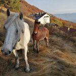 Кончета около хижата