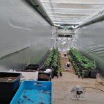 Мобилна наркооранжерия