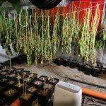 Наркооранжерия