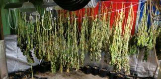 Наркооранжерия