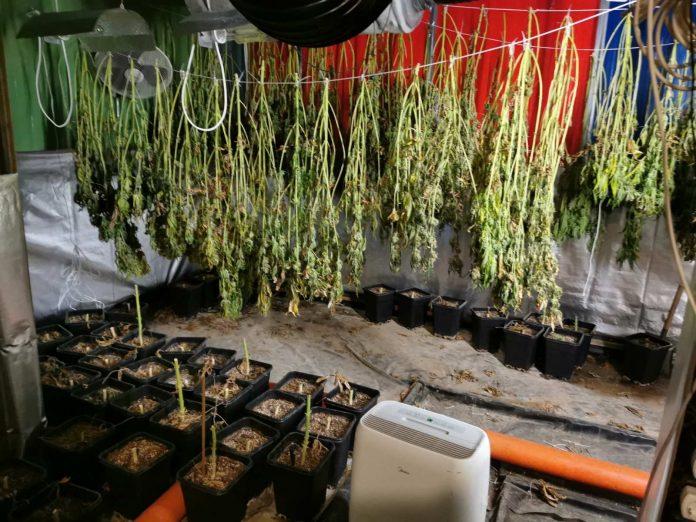 Наркооранжерия