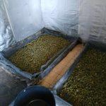 Наркооранжерия