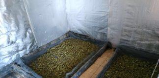 Наркооранжерия