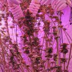 Наркооранжерия