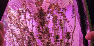 Наркооранжерия