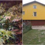 Оранжерия за марихуана