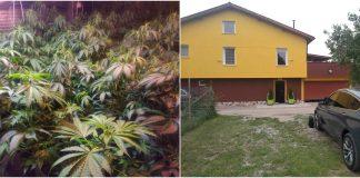 Оранжерия за марихуана