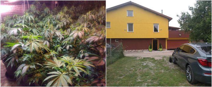 Оранжерия за марихуана