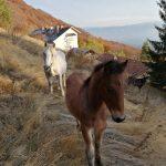 Кончета около хижата