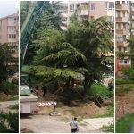 Местят дървета в Стара Загора