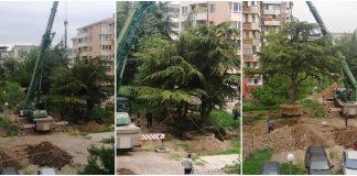 Местят дървета в Стара Загора