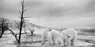 Бели мечки.