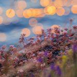 Билки, сутрин