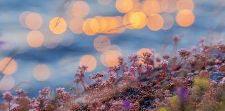 Билки, сутрин