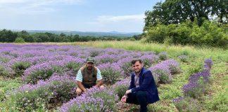 Лавандулови полета