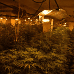 Оранжерия за отглеждане на канабис