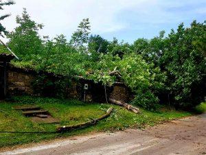 Паднали дървета във Велико Търново
