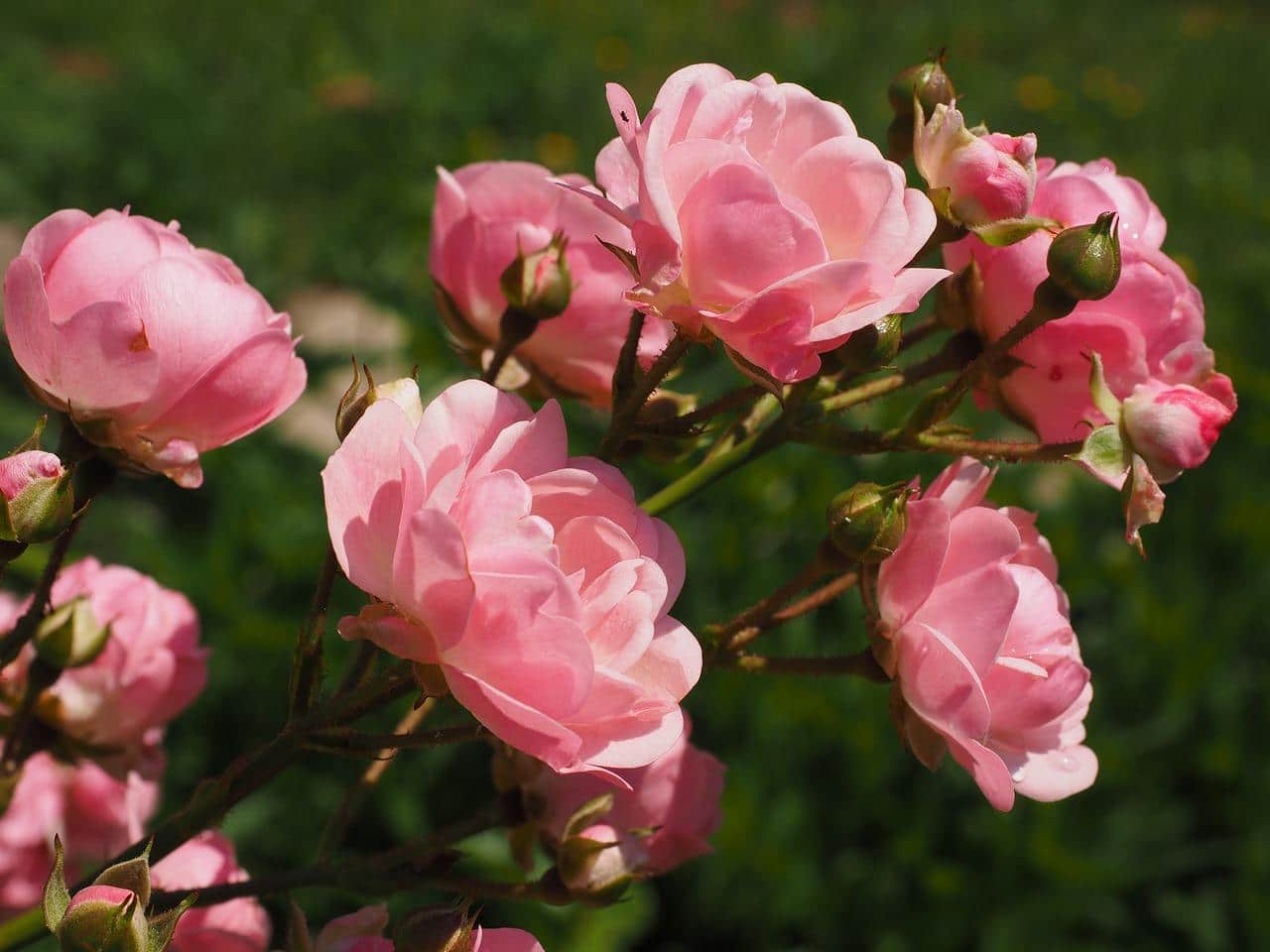 От няколко дни в Казанлък се отбелязва Празникът на розата