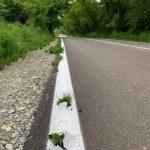 Трева, асфалт