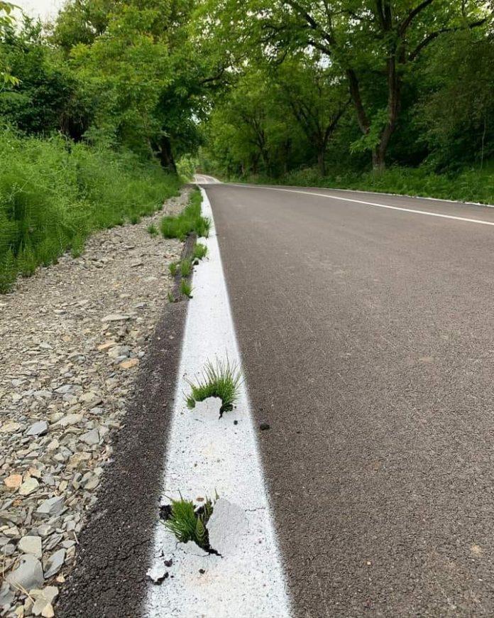 Трева, асфалт