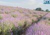 Сезонът на лавандулата
