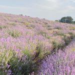 Сезонът на лавандулата