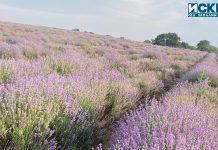 Сезонът на лавандулата