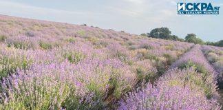 Сезонът на лавандулата