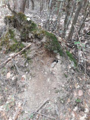 Зам.-министър Тончева и експерти посетиха Белица, където мечка нападна жена