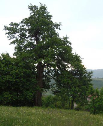 Обявиха за защитено 300-годишно вековно дърво