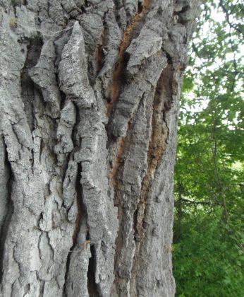 Обявиха за защитено 300-годишно вековно дърво