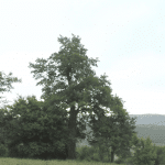 Обявиха за защитено 300-годишно вековно дърво