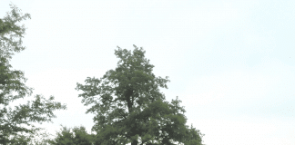 Обявиха за защитено 300-годишно вековно дърво