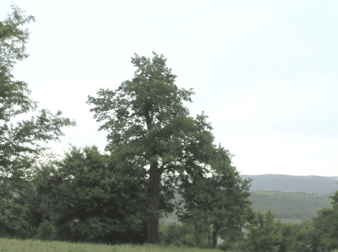 Обявиха за защитено 300-годишно вековно дърво