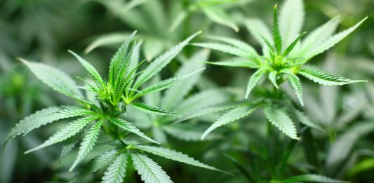 Канабис
