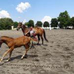 Конна база, Тракийски университет