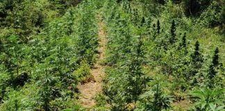 Нива с коноп край бургаско село