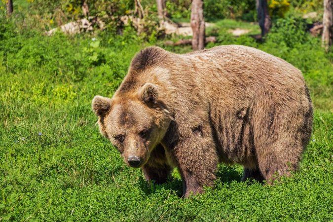 Серия от нападения от мечки в Смолянско. Те са предимно